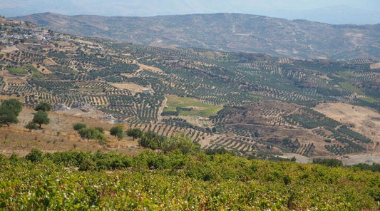 Lyrarakis, sustainable winemaker in Crete, Greece.